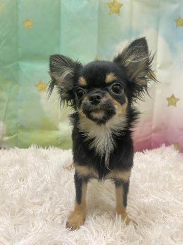 チワワ（ロングコート）