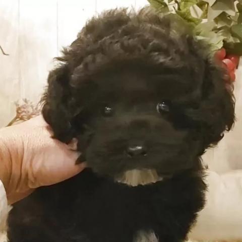 ティーカッププードル