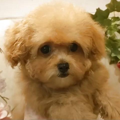 ティーカッププードル