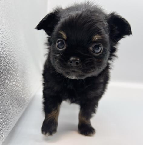 チワワ（ロングコート）