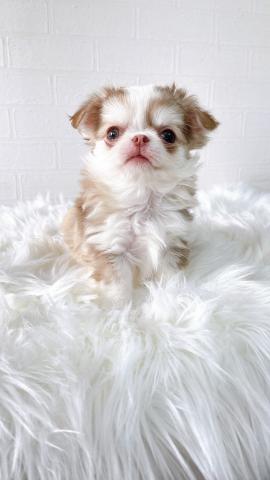 チワワ(ロングコート)