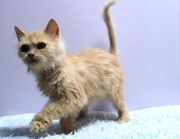 ミヌエット（旧ナポレオン）