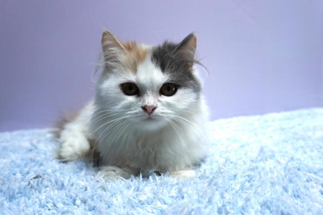 ミヌエット（旧ナポレオン）