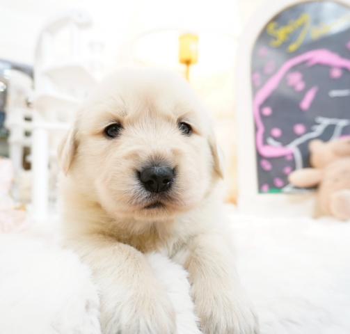 ゴールデンレトリーバー