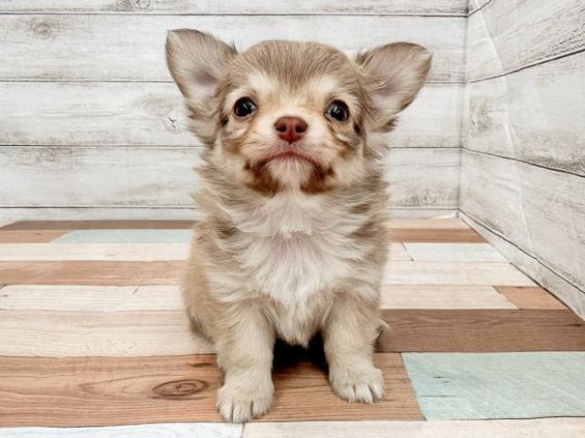 チワワ（ロングコート）