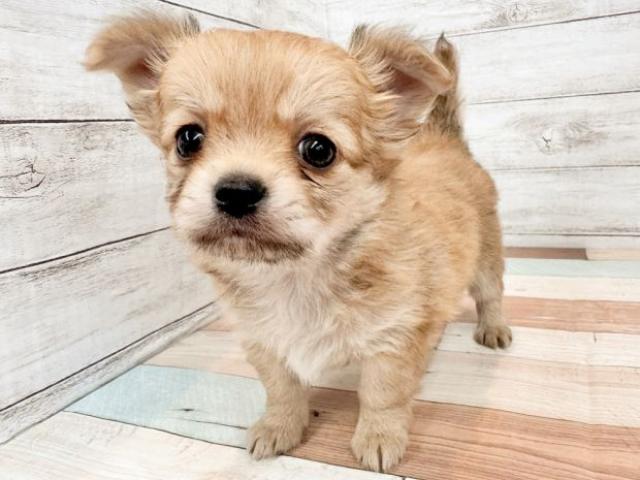 チワワ（ロングコート）