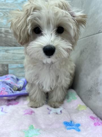 マルチーズ×トイプードル