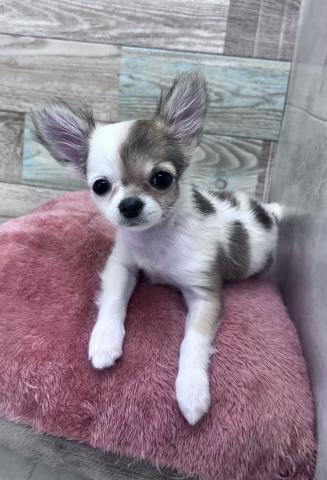 チワワ（ロングコート）