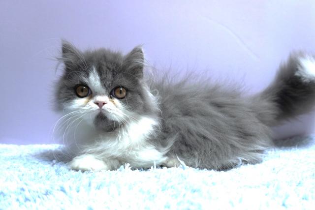 ミヌエット（旧ナポレオン）