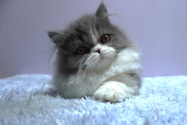 ミヌエット（旧ナポレオン）