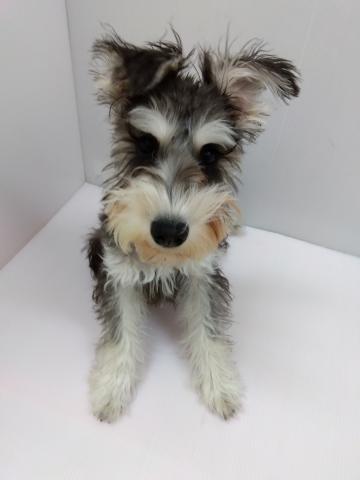 ミニチュアシュナウザー