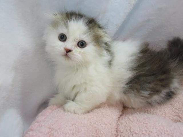 猫専門店DORIS　相鉄線西谷駅より徒歩２分