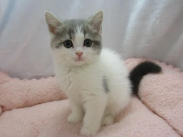 猫専門店DORIS　相鉄線西谷駅より徒歩２分