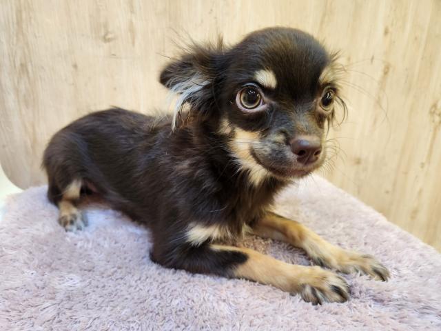 チワワ(ロングコート)