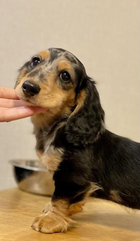 ミニチュアダックスフンド