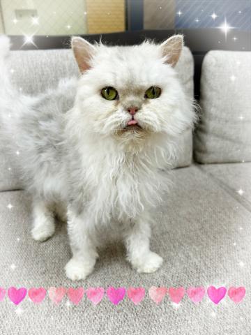 セルカークレックス