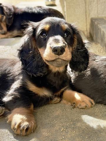 ミニチュアダックスフンド