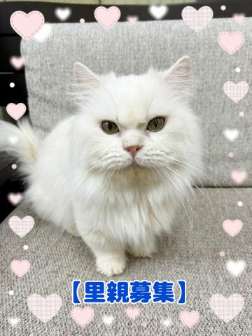 ミヌエット（旧ナポレオン）