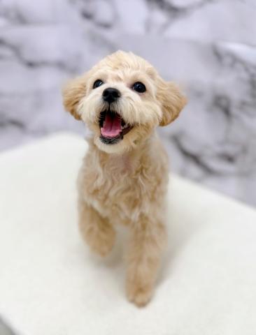 MIXパピヨン×トイプードル【2/22お写真、動画更新!】Special price‼️とっても元気で社交的♪くるくるな毛並みがチャームポイントです!