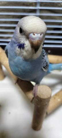 セキセイインコ バイオレット