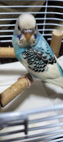 セキセイインコ オパーリン ブルー