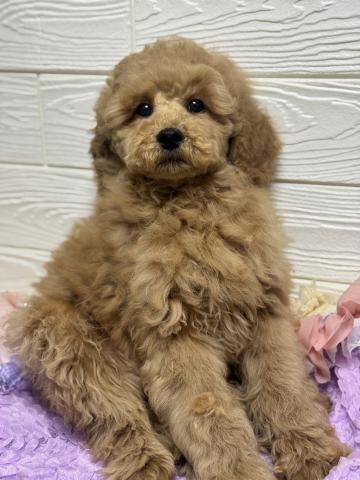 ミディアムプードル