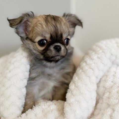 チワワ(ロングコート)