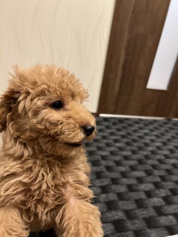 トイプードル
