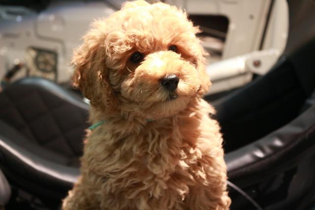 トイプードル