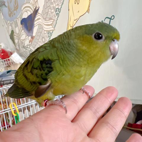 サザナミインコ　　ダークグリーン　