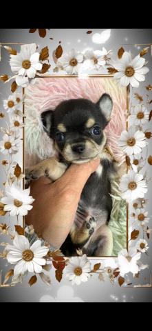 チワワ（スムースコート）