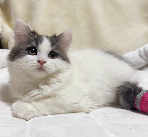 ミヌエット(旧ナポレオン)