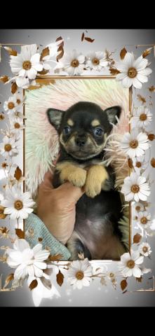 チワワ（スムースコート）