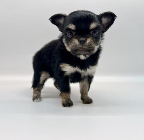 チワワ(ロングコート)