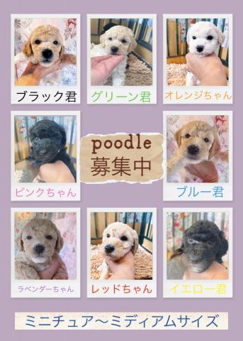 ミディアムプードル