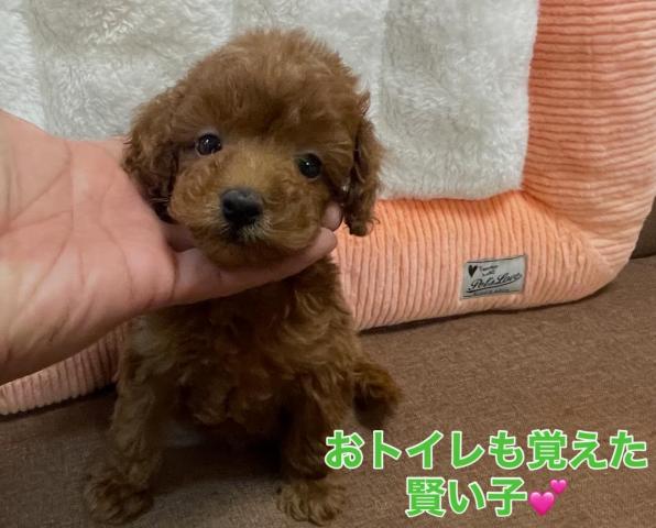 トイプードル【先着対応❗️】本日までの超×2サプライズ特価の子 💕Tカップサイズの可愛い子💕総額158,000円💕卸プライス以下でお迎えできます💕