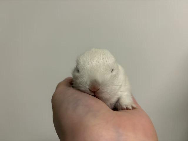 ネザーランドドワーフ