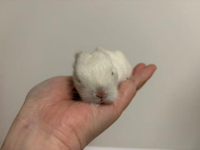 ネザーランドドワーフ