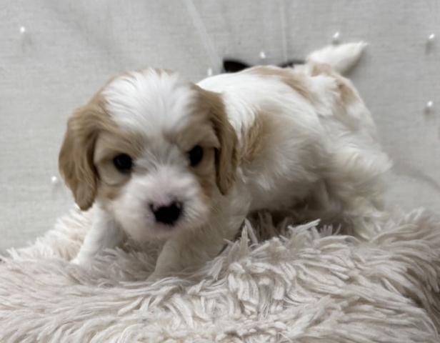 犬ハーフ(キャバリア×ビションフリーゼ）