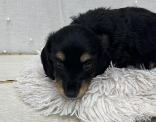 ミニチュアダックスフンド