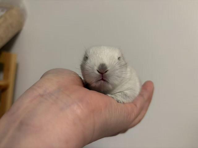 ネザーランドドワーフ