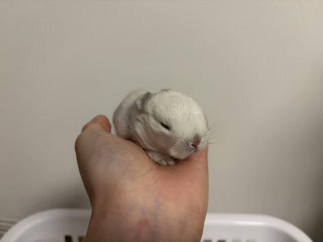 ネザーランドドワーフ