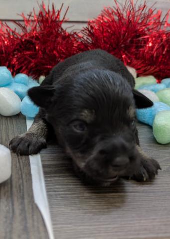 ミニチュアシュナウザー