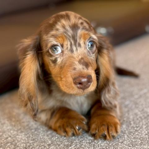 ミニチュアダックスフンド