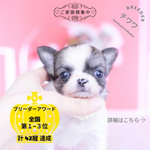 チワワ ロング