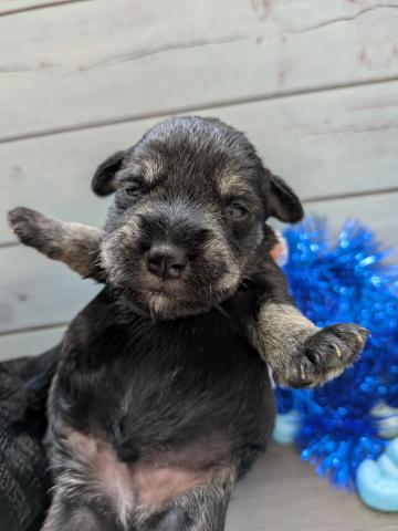 ミニチュアシュナウザー