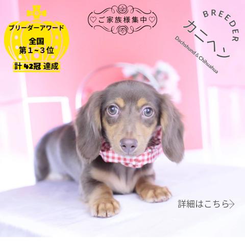 カニヘンダックスフンド　ロング