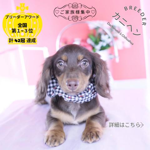 カニヘンダックスフンド　ロング