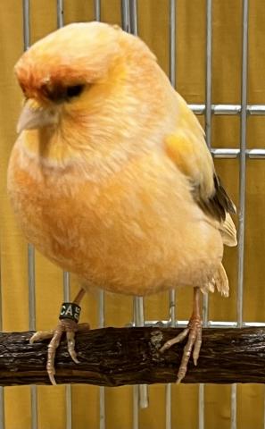 グロスターカナリア