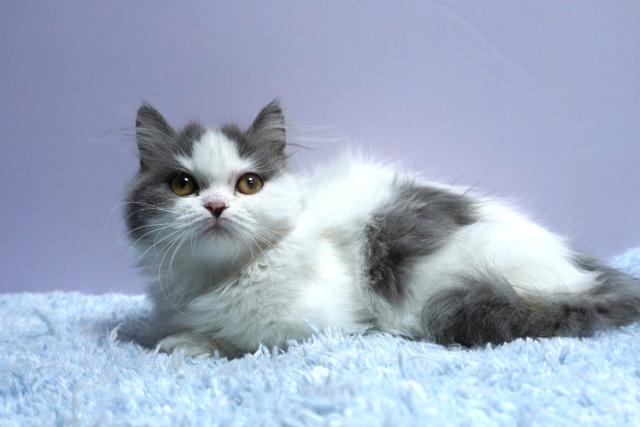 ミヌエット（旧ナポレオン）